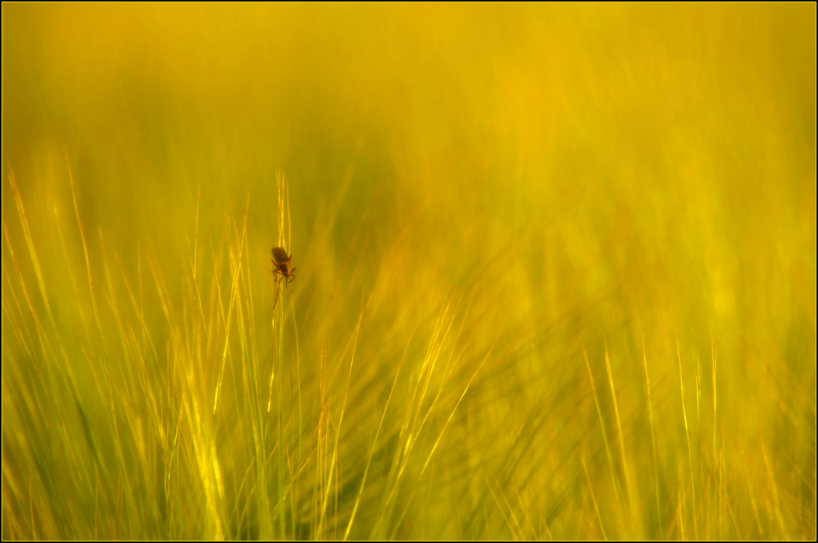 _ SonnenStrahlen _