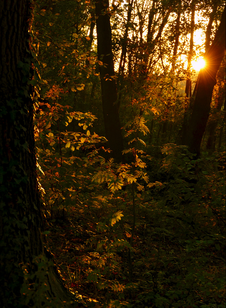 Sonnenstrahlen am Abend