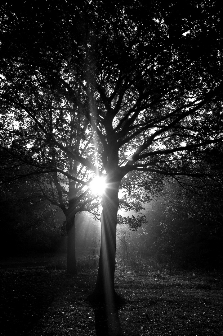 Sonnenstrahlen am Baum vorbei...............