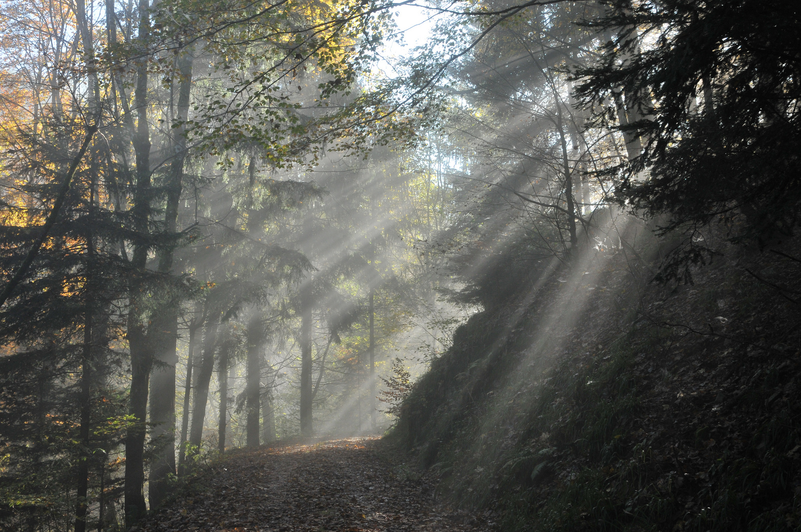 Sonnenstrahlen am Ende des Nebels