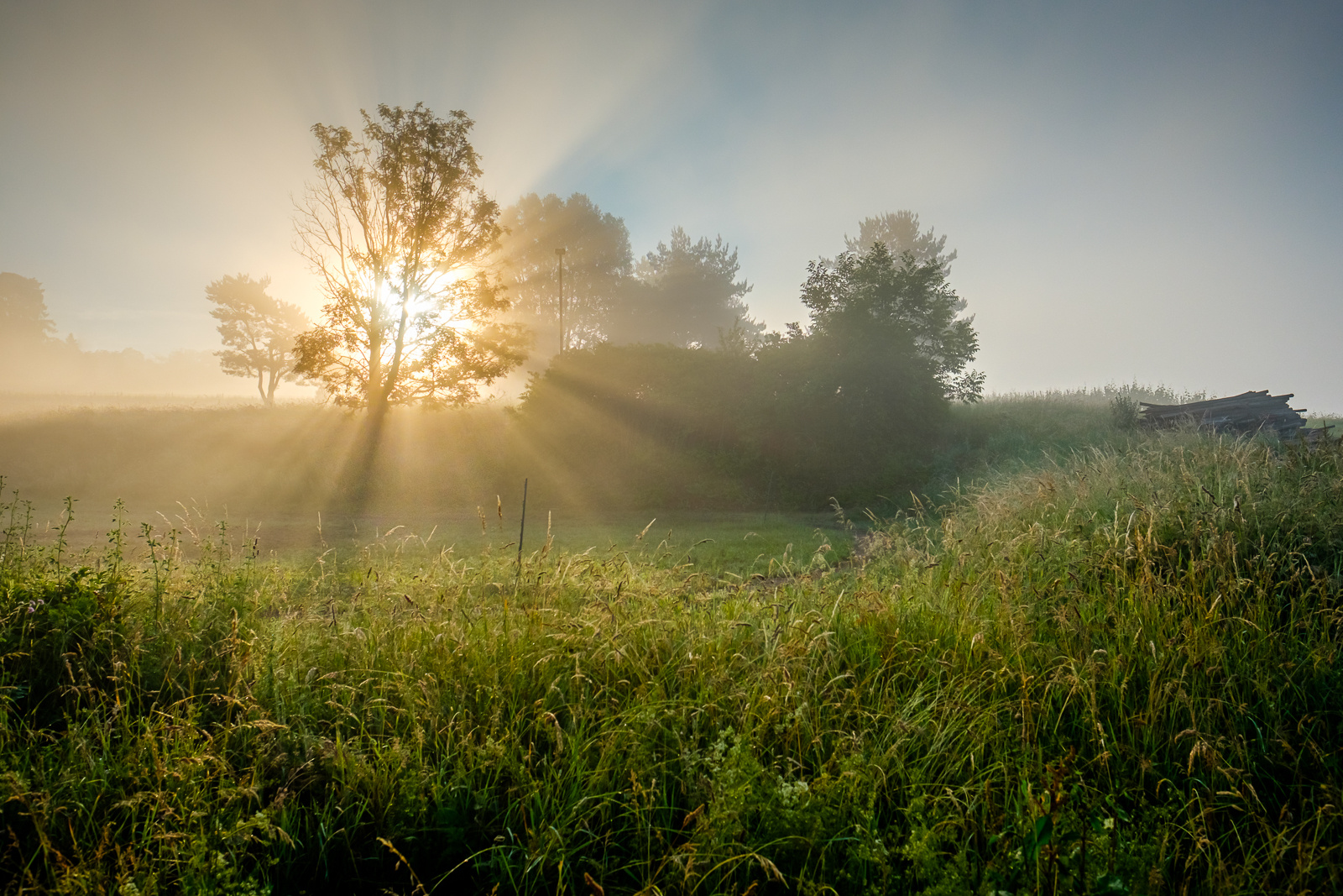 Sonnenstrahlen am Maimorgen