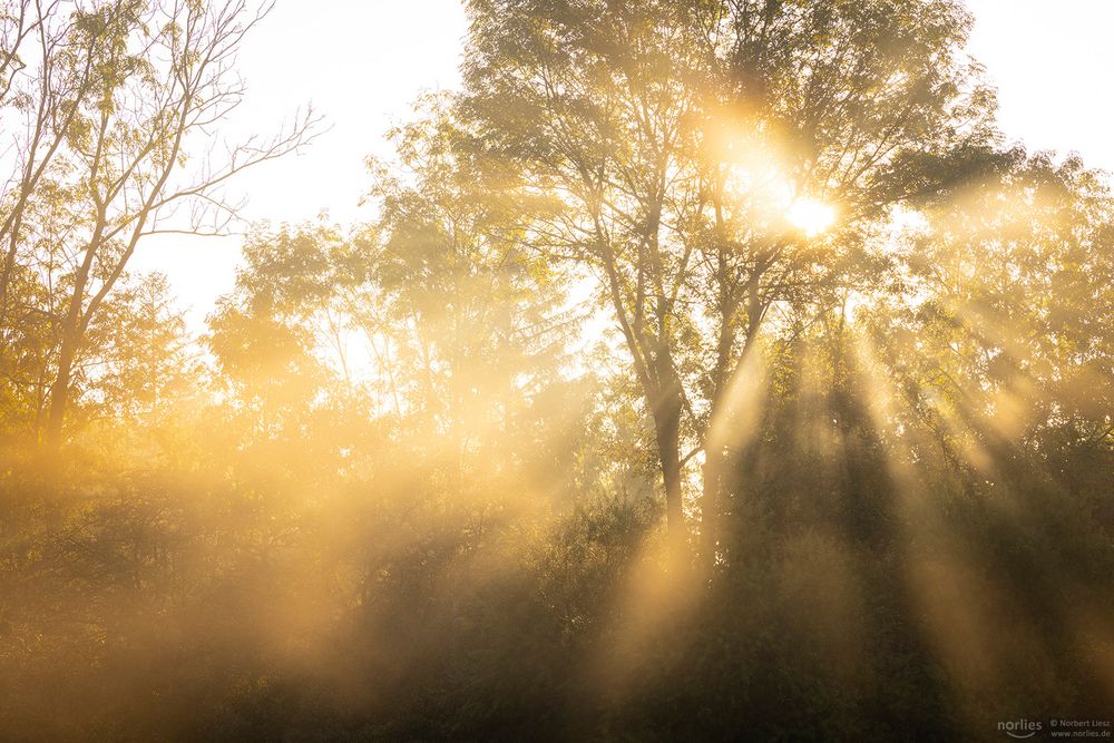 Sonnenstrahlen am Morgen