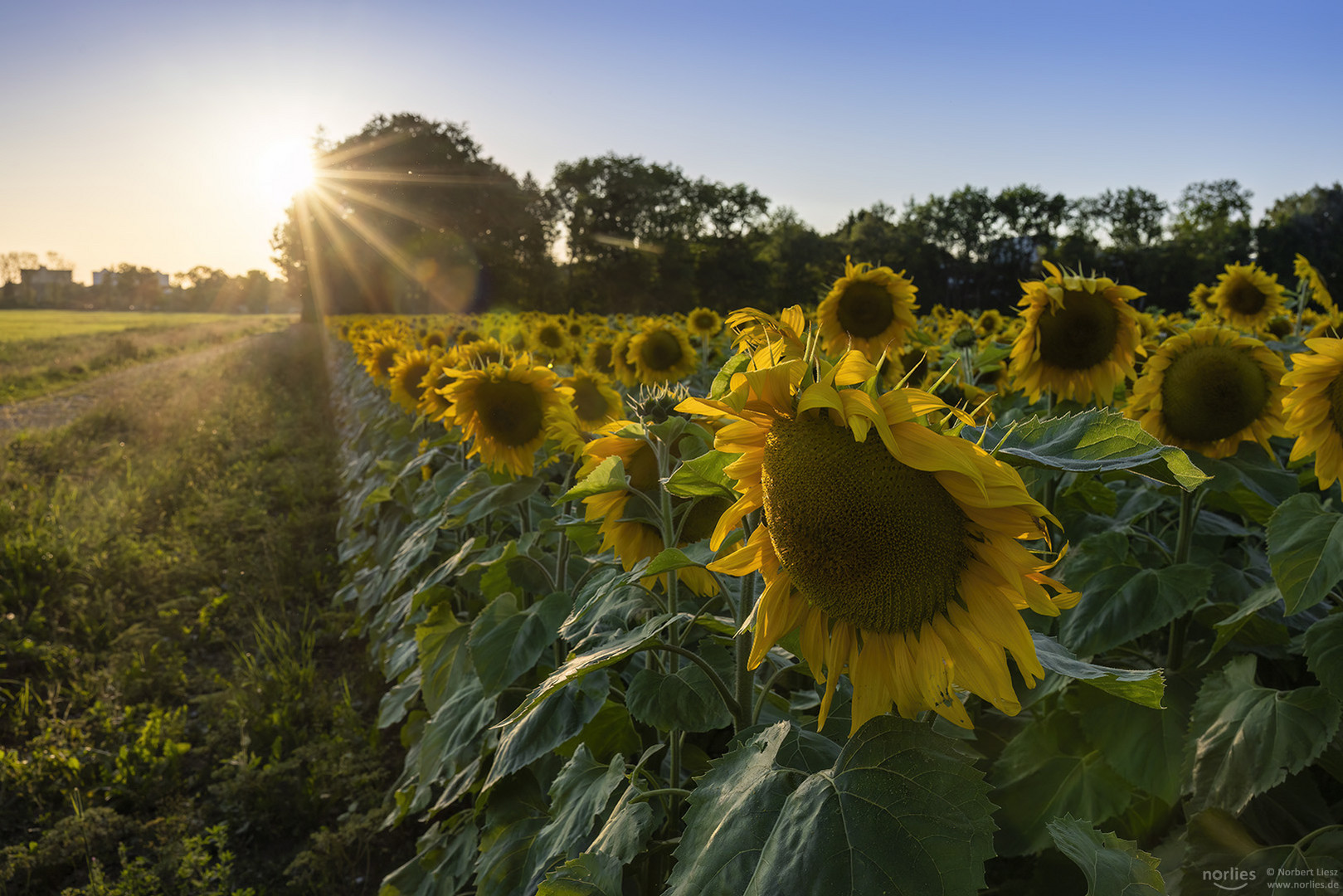 Sonnenstrahlen am Sonnenblumenfeld