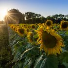 Sonnenstrahlen am Sonnenblumenfeld