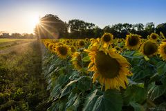 Sonnenstrahlen am Sonnenblumenfeld