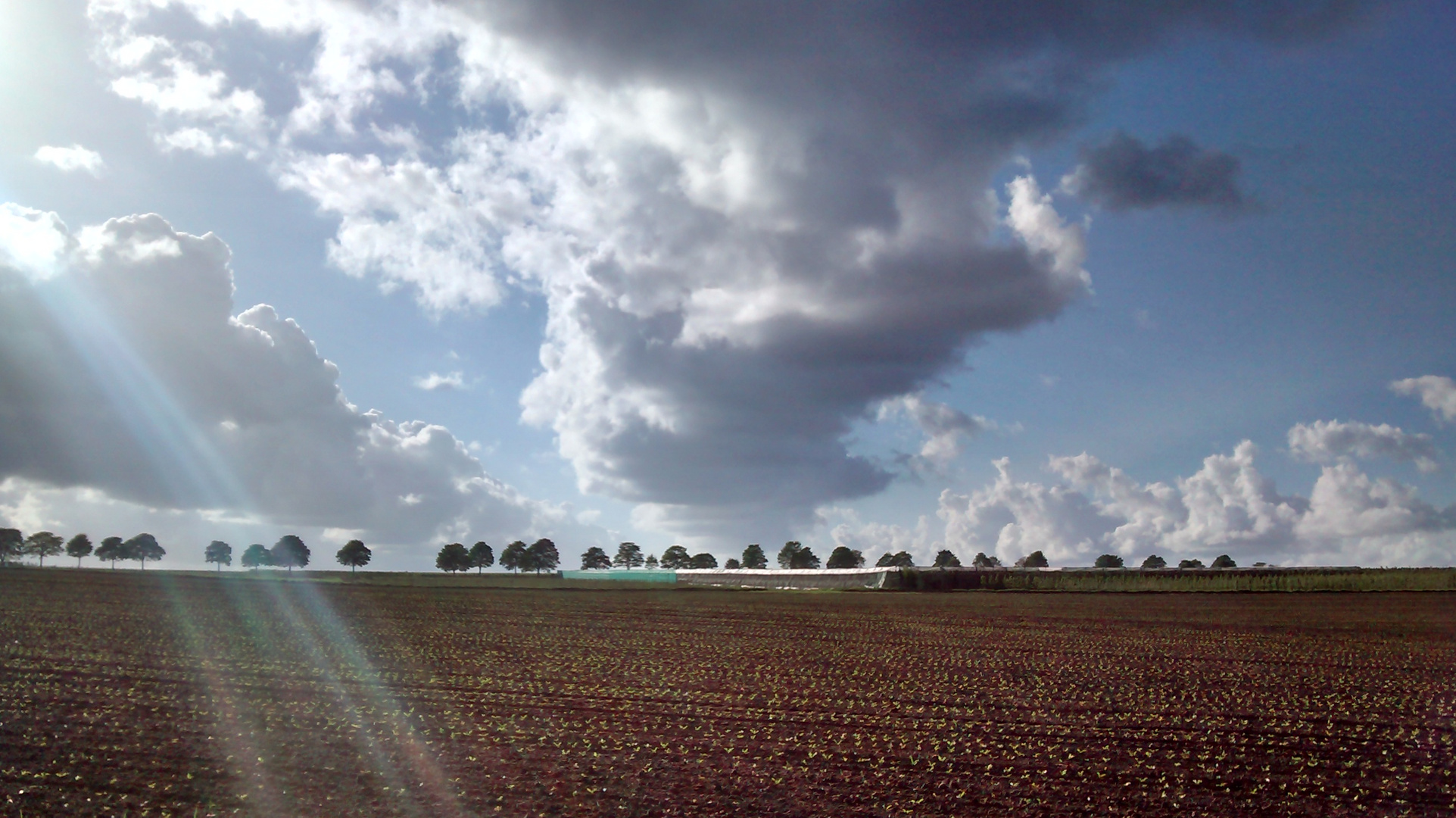 Sonnenstrahlen auf dem Feld