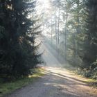 Sonnenstrahlen auf dem Waldfriedhof in Stahnsdorf