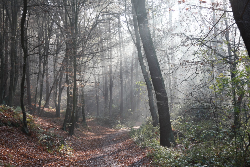 Sonnenstrahlen