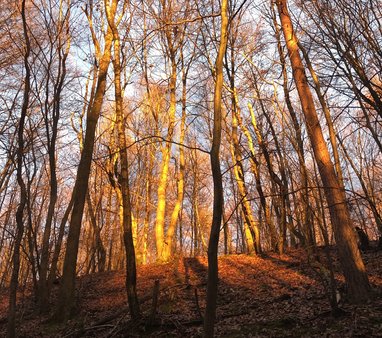 Sonnenstrahlen Bäume Wald 