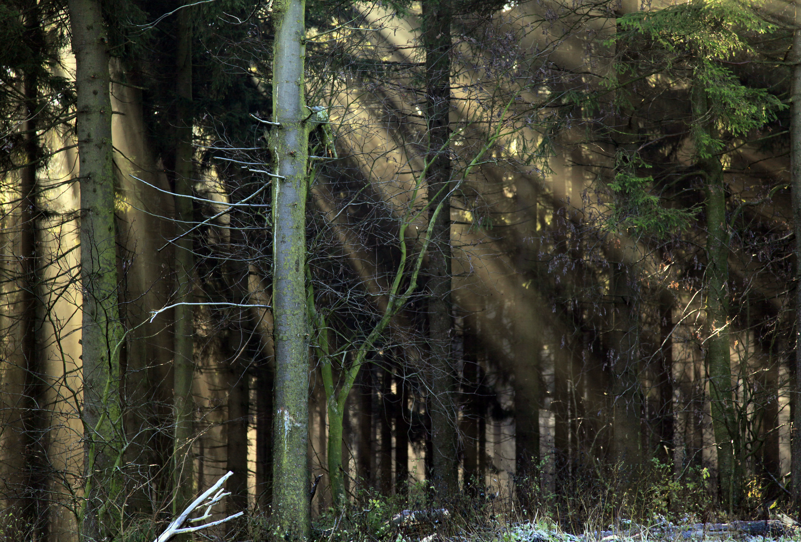 Sonnenstrahlen bahnen sich den Weg durch den Herbstwald