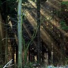 Sonnenstrahlen bahnen sich den Weg durch den Herbstwald