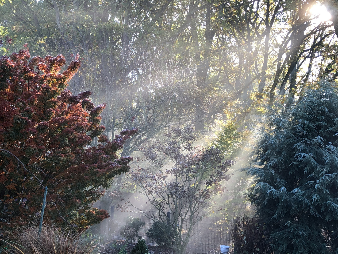 Sonnenstrahlen Baumkronen Lichtspiele Schatten Nebel 