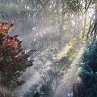 Sonnenstrahlen Baumkronen Lichtspiele Schatten Nebel 