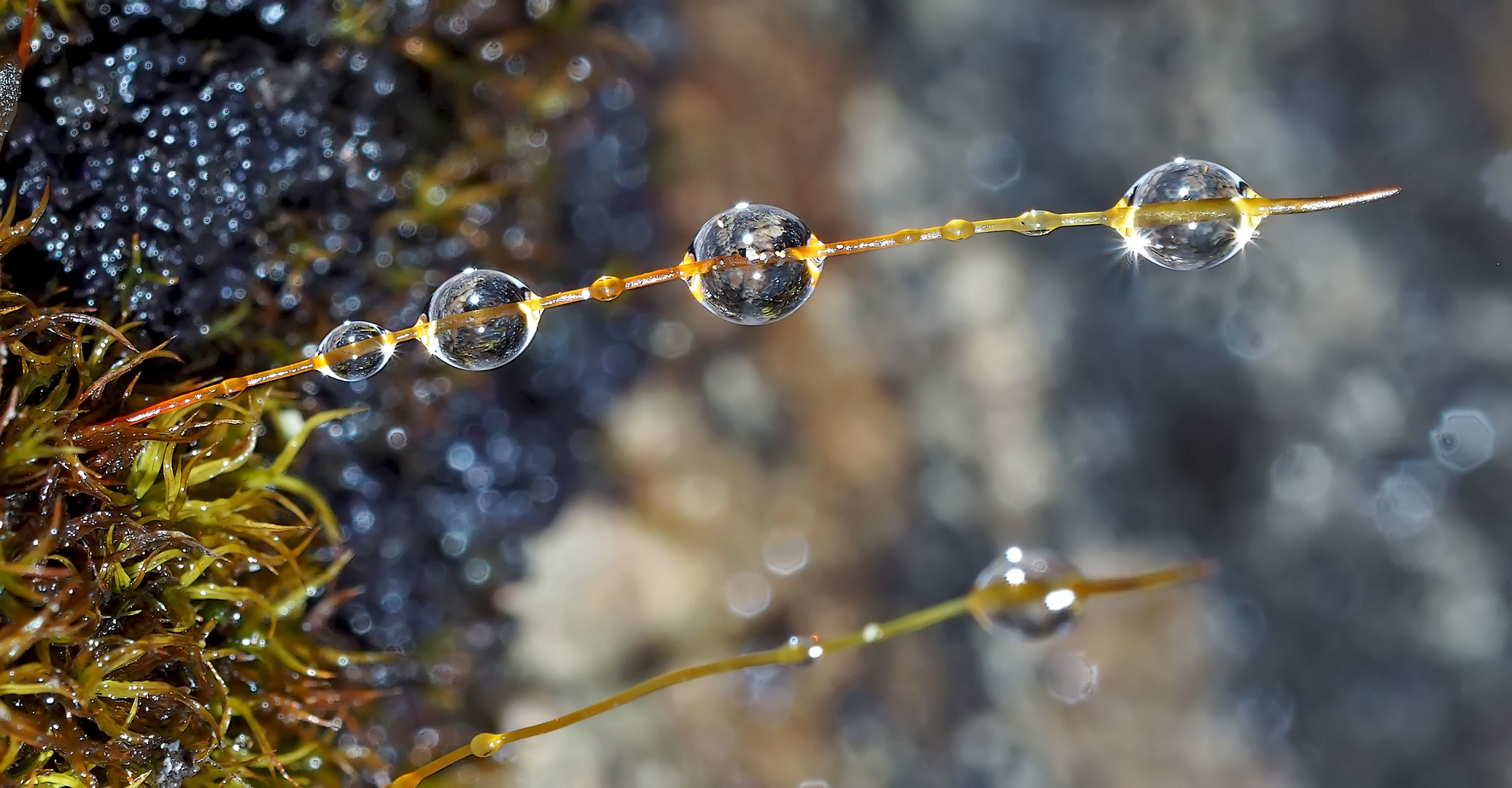 Sonnenstrahlen berühren die Regentropfen im Wald... - Après la pluie le soleil!