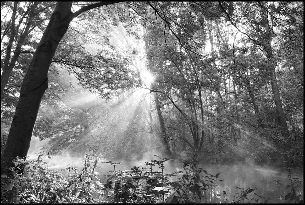 Sonnenstrahlen brechen durch den Nebel