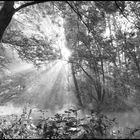 Sonnenstrahlen brechen durch den Nebel