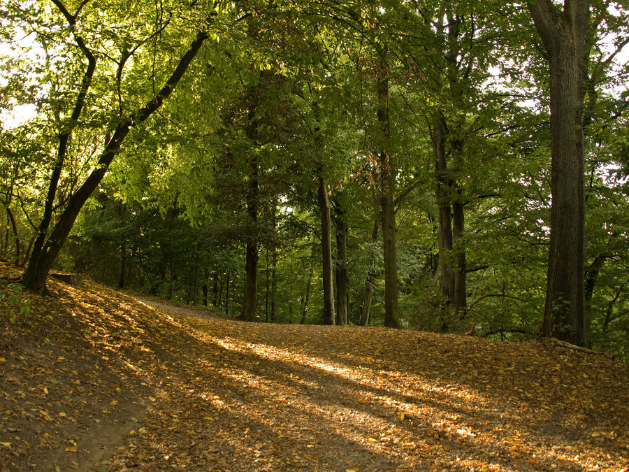 Sonnenstrahlen