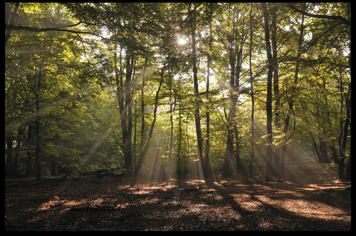 - Sonnenstrahlen -