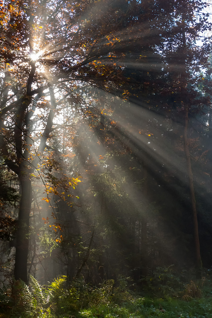 Sonnenstrahlen