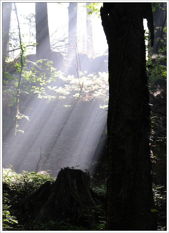 Sonnenstrahlen dringen durch den dichtesten Wald