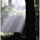 Sonnenstrahlen dringen durch den dichtesten Wald