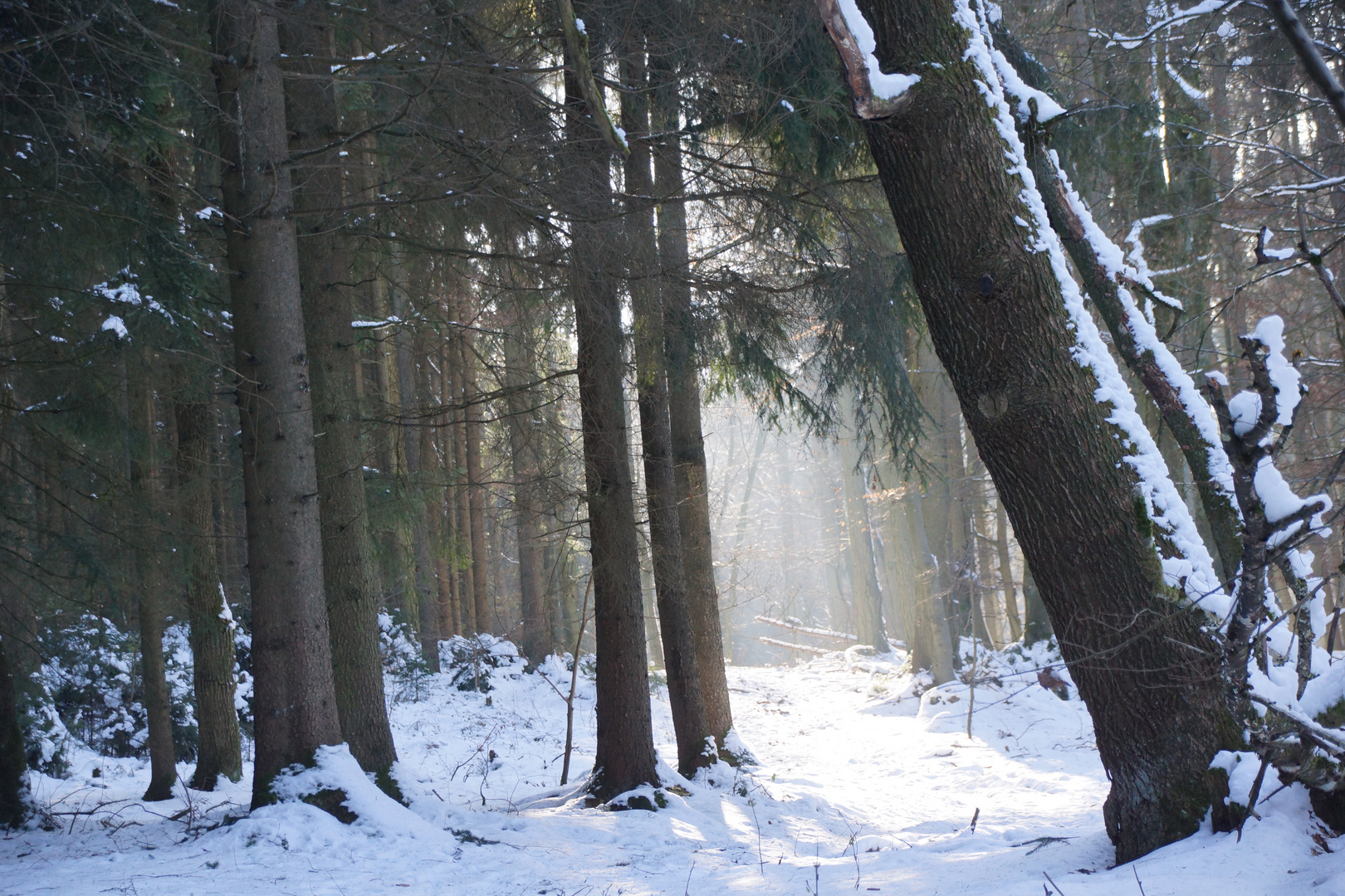 Sonnenstrahlen durch den Wald