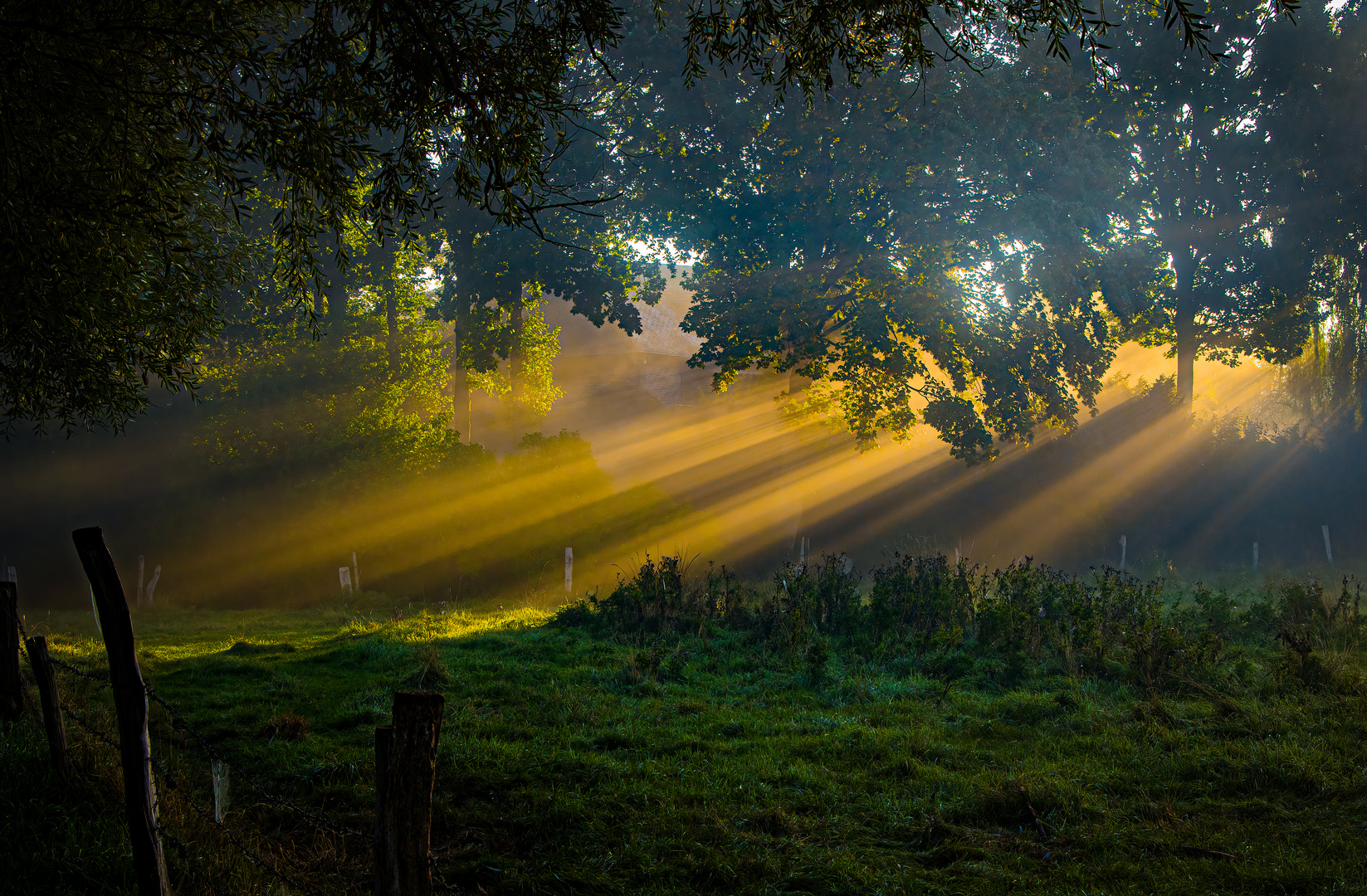 Sonnenstrahlen durch die Bäume gefiltert