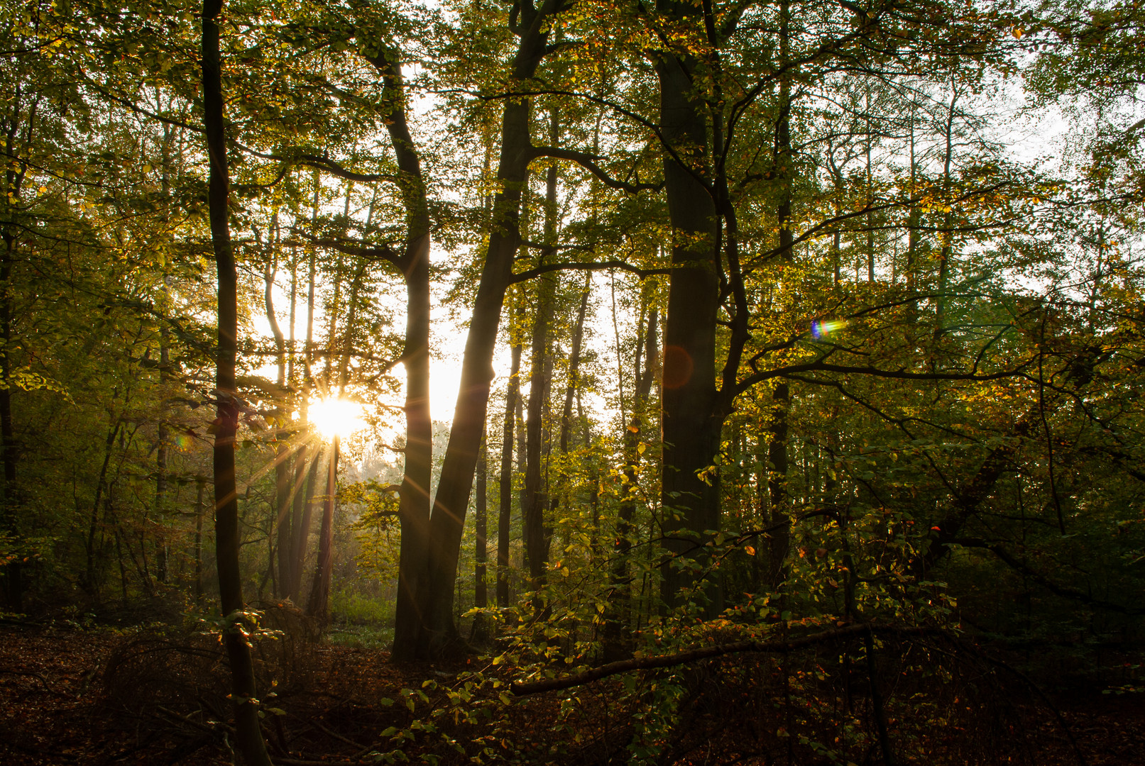 Sonnenstrahlen durch die Grüne Lunge 