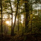 Sonnenstrahlen durch die Grüne Lunge 