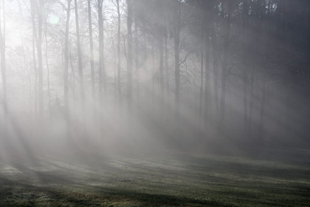 Sonnenstrahlen durch Nebelwald
