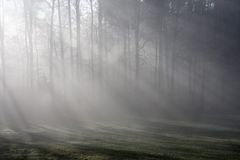 Sonnenstrahlen durch Nebelwald