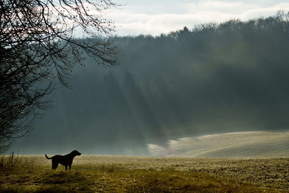 Sonnenstrahlen durch Wald und Nebeldunst