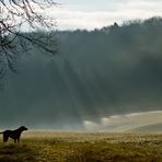 Sonnenstrahlen durch Wald und Nebeldunst