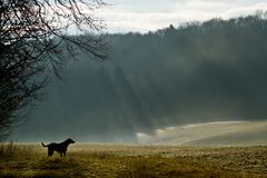 Sonnenstrahlen durch Wald und Nebeldunst