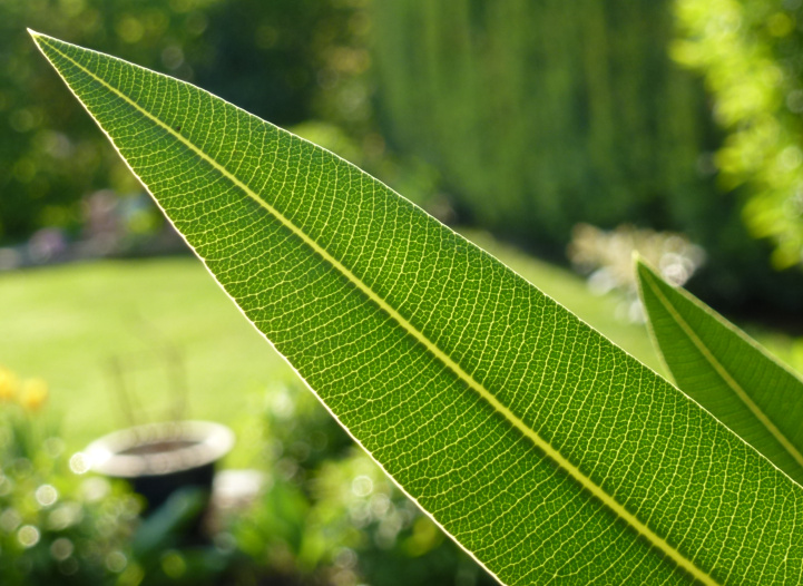 Sonnenstrahlen durchbrechen das Blatt eines Oleanderstrauchs