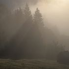 Sonnenstrahlen durchbrechen den Nebel