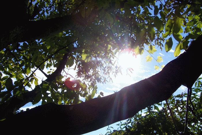 Sonnenstrahlen durchdringen Blätterwerk (Herbst 1)