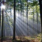 Sonnenstrahlen durchdringen den Morgennebel im Wald