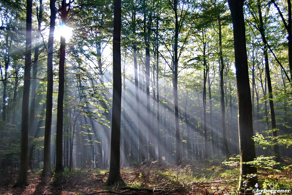 Sonnenstrahlen durchdringen den Morgennebel im Wald