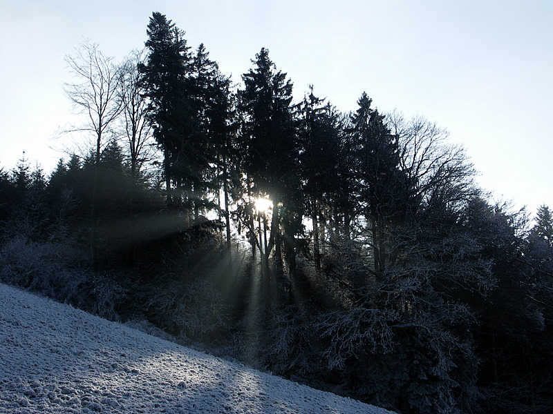 Sonnenstrahlen durchdringen den Wald