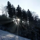 Sonnenstrahlen durchdringen den Wald