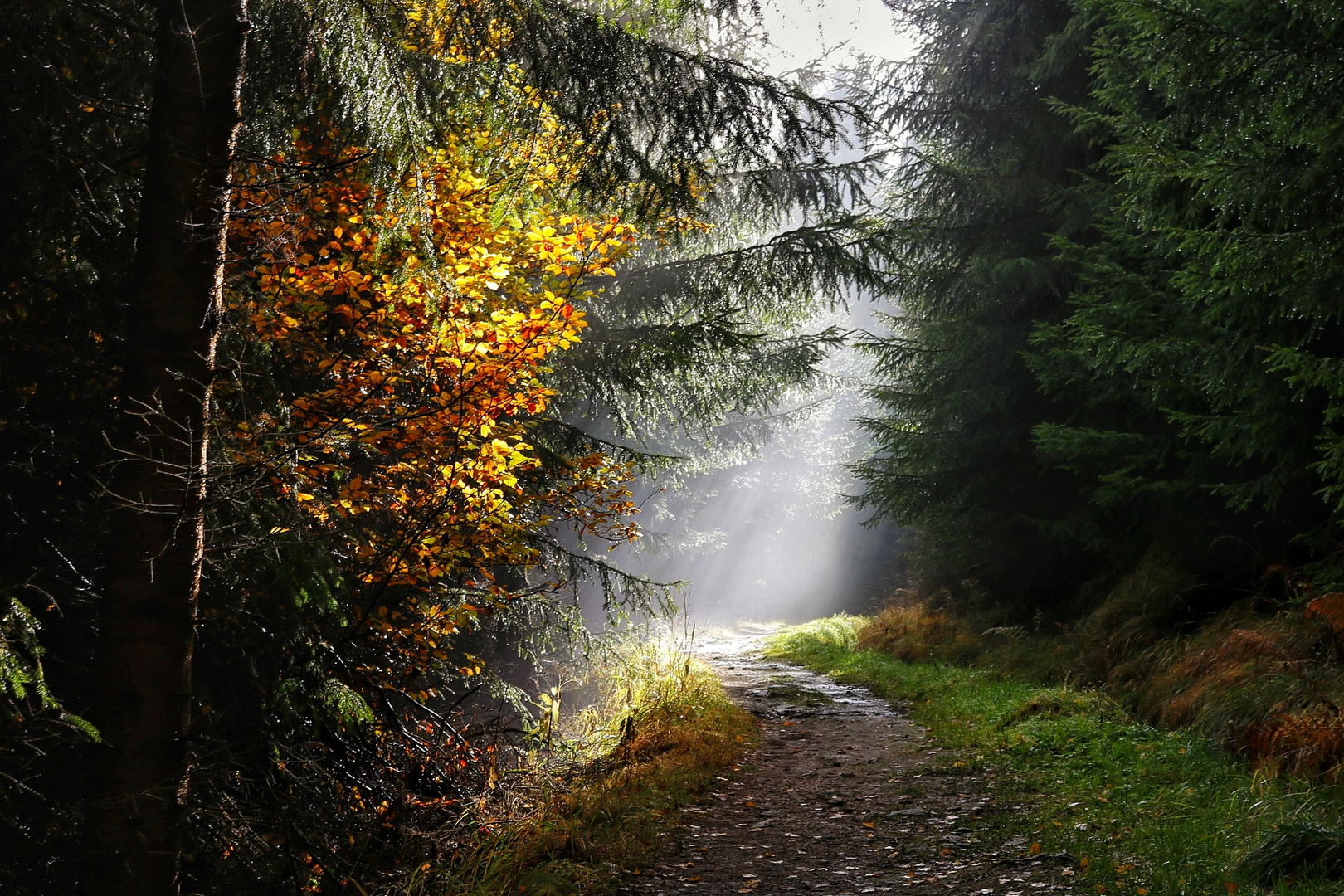 Sonnenstrahlen durchdringen den Wald