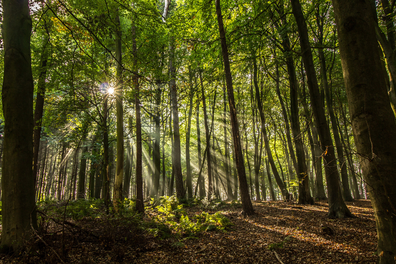 Sonnenstrahlen durchdringen einen Wald