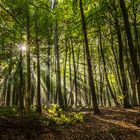 Sonnenstrahlen durchdringen einen Wald