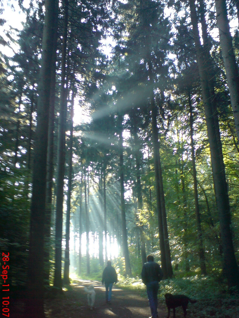 Sonnenstrahlen eingefangen