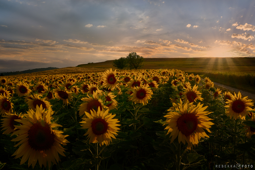 Sonnenstrahlen