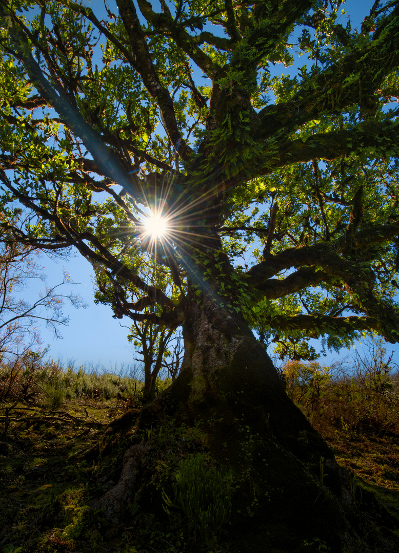 Sonnenstrahlen für dich