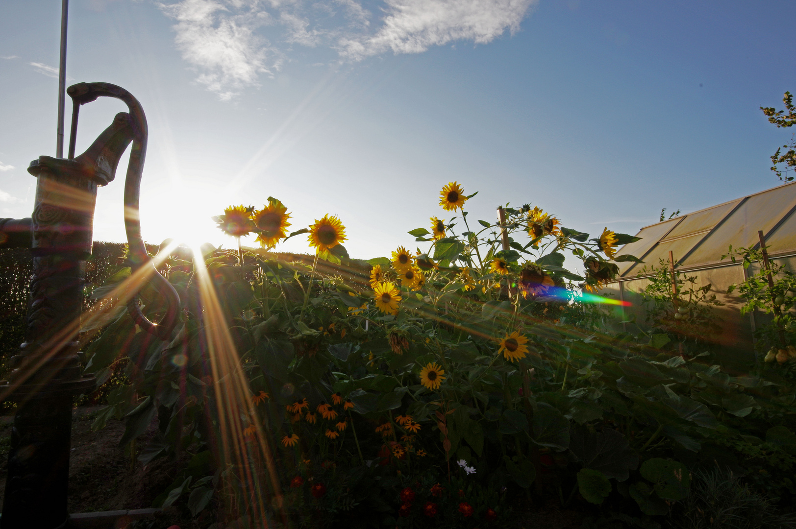 Sonnenstrahlen für Sonnenblumen