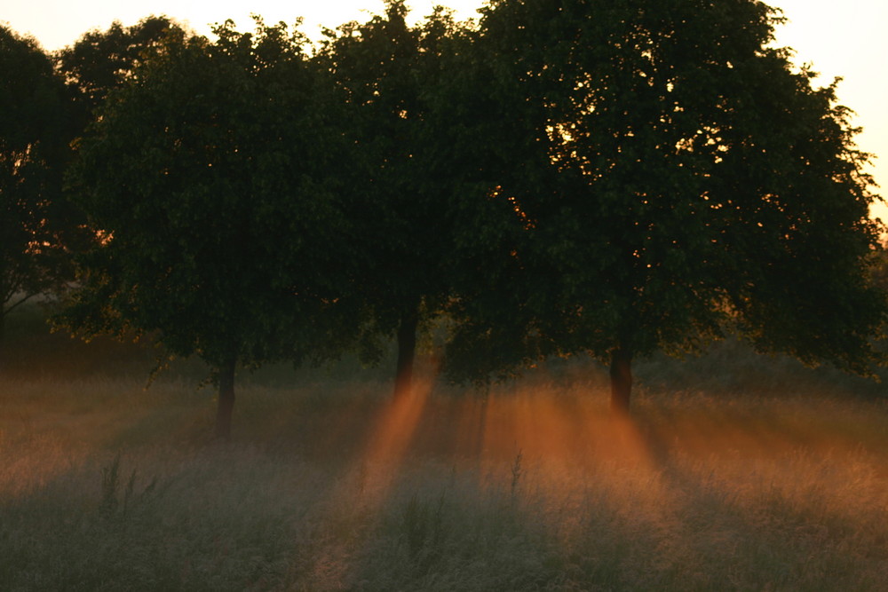 Sonnenstrahlen gebrochen an den Ästen im Nebel