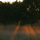 Sonnenstrahlen gebrochen an den Ästen im Nebel